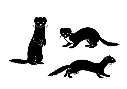 Minimalist Silhouette Stoat Illustration Set Wild Animal Graphic Design