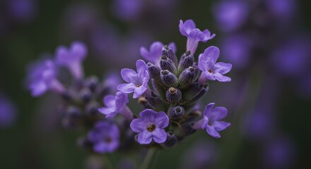 Close-up of lavender flowers in a blurred garden setting.  Soft focus on a cluster of vibrant purple blossoms