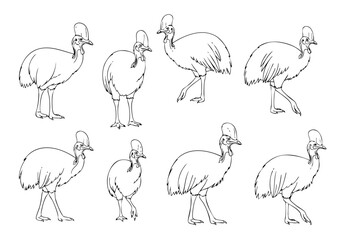 Naklejka premium Simple Handdrawn Cassowary Bird Different Poses Animal Illustration