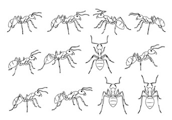 Detailed Line Art Ant Insect Anatomy Illustration Pattern Collection
