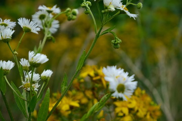 Close-Up of White Wildflowers in Summer Field