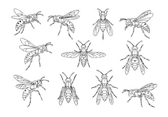 Outline Handdrawn Detailed Honey Bee Illustration Collection Insect Bug Artwork
