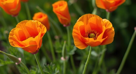 Obraz premium Close-up of vibrant orange poppies in a garden setting