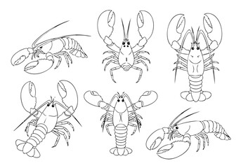 Detailed Handdrawn Line Art Lobster Collection Crustacean Seafood Illustration