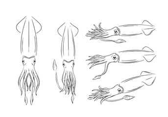Handdrawn Black and White Squid Illustration Seafood Animal Isolated Design