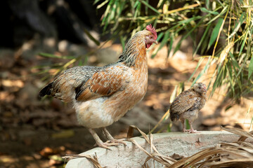 Hen and chick standing together outdoors in natural sunlight. Hen and Chick Resting on a Stone Wall in a Garden Setting.