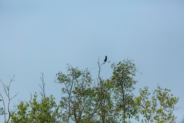 Dark-colored Little Cormorant (Phalacrocorax niger) bird perched on a tree branch against a pale blue sky, tranquil nature scene.