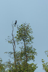 Dark-colored Little Cormorant (Phalacrocorax niger) bird perched on a tree branch against a pale blue sky, tranquil nature scene.