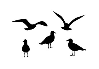 Silhouette Group of Sea Gull Flying and Standing Wildlife Illustration