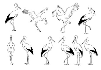 Detailed Line Art Stork Bird Illustration Various Poses Animal Graphic