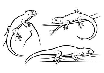 Line Art Illustration Lizard Animal Reptile Wild Life Nature Creature