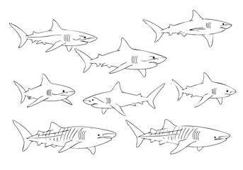 Handdrawn Various Shark Group Swimming Marine Animal Ocean Illustration