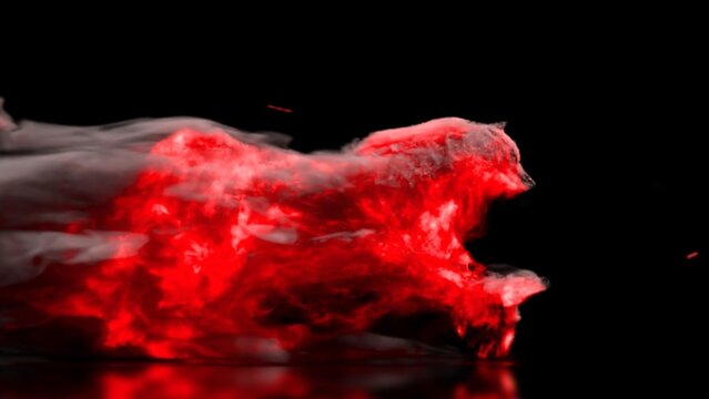 Wild Flame Logo Reveal