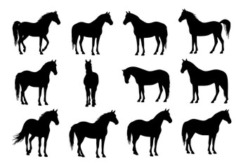 Elegant Silhouette Various Poses Horse Mammal Domestic Animal Livestock Set