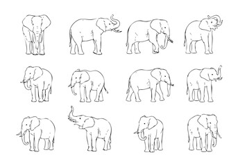 Outline Simple Sketch Collection of Standing and Walking Elephant Animal Illustration