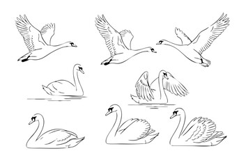 Sketchy Handdrawn Flying and Swimming Swan Bird Wildlife Animal Illustration
