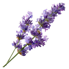 Fototapeta premium lavender flower sprig png, relaxing herb isolated