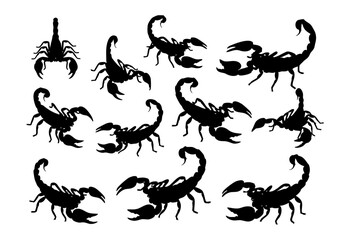 Silhouette Detailed Scorpion Animal Insect Dangerous Predator Creature Illustration