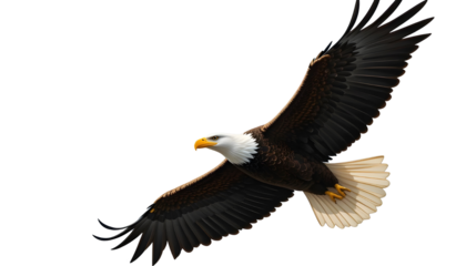 Majestic Flying Bald Eagle PNG Transparent Background - American National Bird Soaring Wildlife Vector Illustration Graphic Design Element for Patriotic Projects