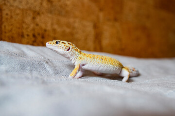 Eublepharis  Leopard Gecko  in a Natural Pose
