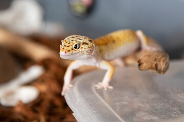 Portrait of a Leopard Gecko in its Terrarium