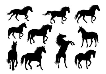 Elegant Silhouette Various Pose Horse Livestock Mammal Animal Collection