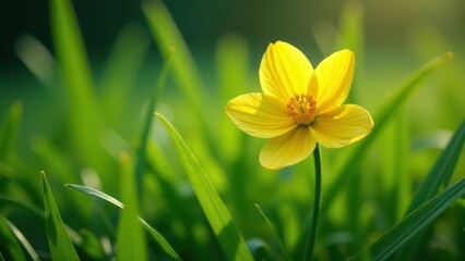 A single vibrant yellow wildflower blossoms amidst a lush green meadow, bathed in the warm glow of sunlight, a tranquil scene of nature's beauty