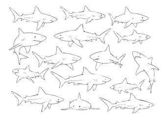 Line Art Illustration Shark Aquatic Animal Marine Wildlife Background