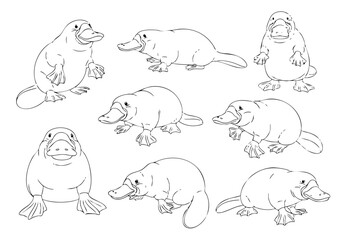 Line Art Illustration Set of Adorable Platypus Animal Drawing