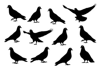 Silhouette Black Pigeon Bird Various Poses Flying and Standing Illustration