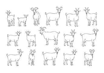 Simple Handdrawn Goat Animal Farm Collection Isolated Outline Illustration