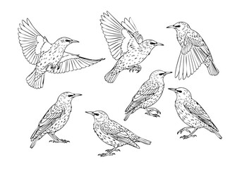 Outline Sketch Illustration Group of European Starling Bird Wildlife