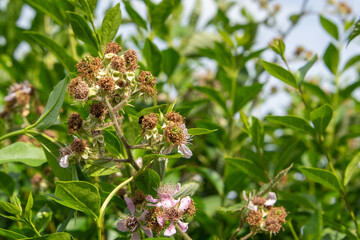 The first blackberry oy the year growing on bramble in a privet hedge, with a few flowers still attracting insects.