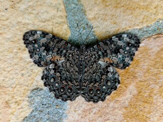 Beautiful butterfly resting on a stone wall, showing its intricate wing pattern