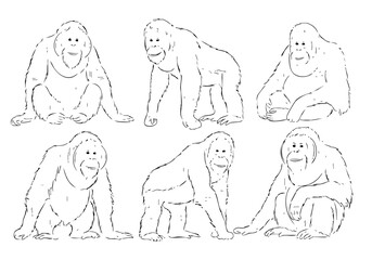 Handdrawn Contour Orangutan Various Position Wildlife Mammal Animal Illustrations Set © logo