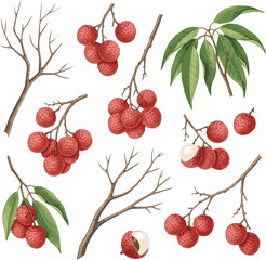 Create a kinds of deferent fruit, berry, strawberry, food, raspberry, cherry, berries, red, blueberry, fresh, isolated, ripe, healthy, green, vector, sweet, nature, b vector art with white background.