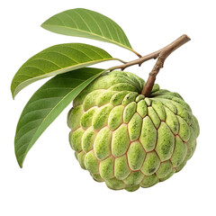 Fototapeta premium Whole Custard Apple Fruit Isolated on Transparent Background