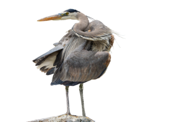 Great Blue Heron (Ardea herodias) Photo, Looking Back Over its Shoulder, on a Isolated Transparent Background