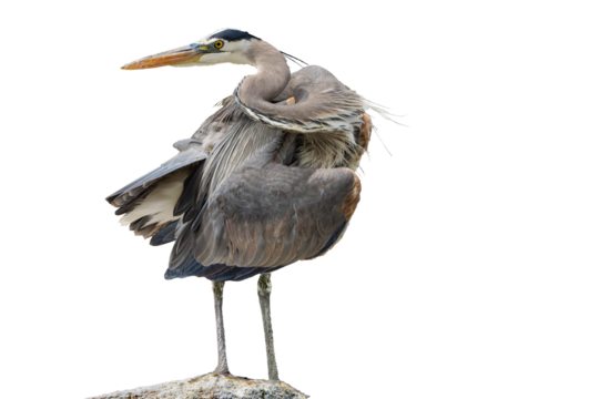 Great Blue Heron (Ardea herodias) Photo, Looking Back Over its Shoulder, on a Isolated Transparent Background