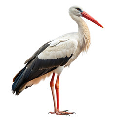 A graceful white stork with black wing feathers and bright orange legs stands elegantly isolated on transparent background