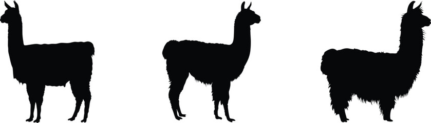 Fototapeta premium Llama silhouette, farm animal vector, outline illustration, alpaca icon, black and white design 