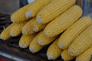 Corn cobs ready to be boiled or roasted