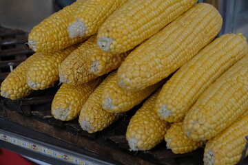 Corn cobs ready to be boiled or roasted