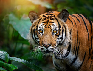 Fototapeta premium A majestic tiger in its natural habitat, perhaps walking through a dense jungle or gazing directly into the camera with piercing eyes.