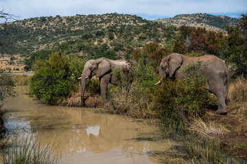 Two large elephants drink at a still waterhole, their massive forms reflected in the calm water amid lush green bush; sharp focus captures the textured hide and serene moment under golden sunset light