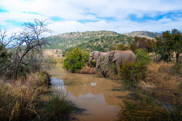 Two large elephants drink at a still waterhole, their massive forms reflected in the calm water amid lush green bush; sharp focus captures the textured hide and serene moment under golden sunset light