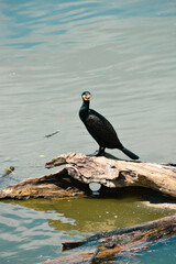 Wild river bird sits on rotten tree under blue sky