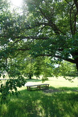 木の下にあるベンチ