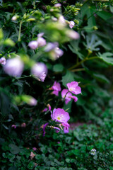 Delicate Pink Evening Primrose Blossoms in the Garden