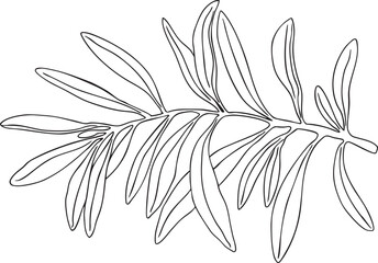 Graphic drawing olive branch vector. Hand painted floral illustration element olives tree branches leaves isolated background. Drawings foliage. For fabric, wrapping, decor, wedding stationary gift